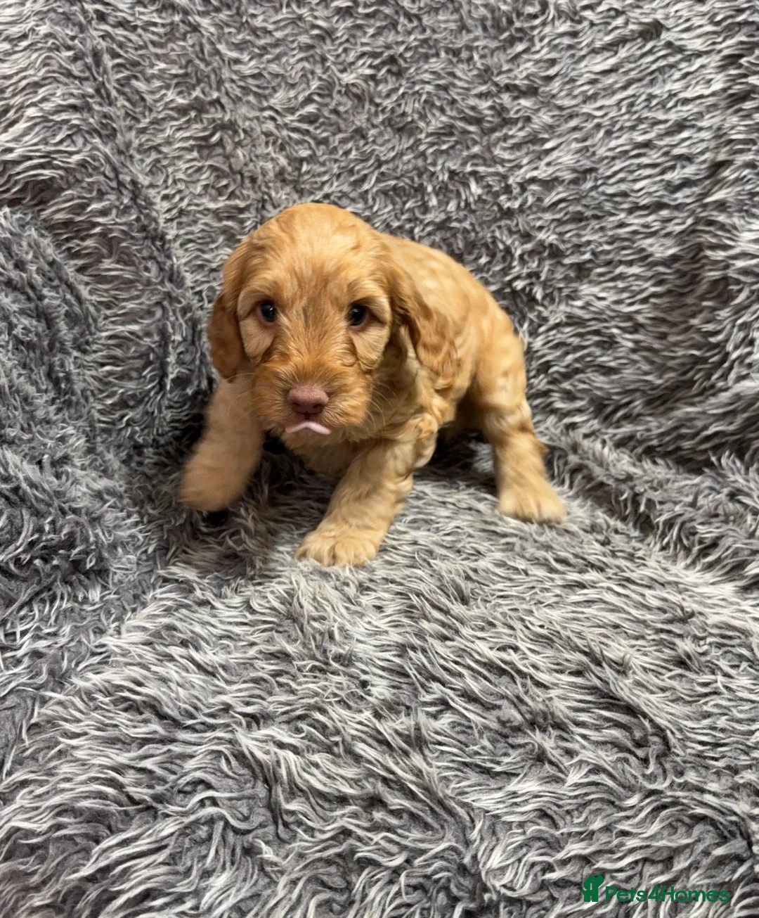 Cockapoo dogs for sale: Gorgeous red F1B cockapoo puppies - Advert 2