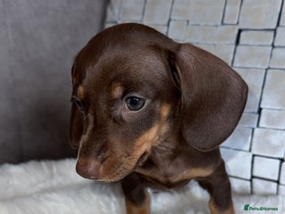 Miniature Dachshund dogs - Advert 13