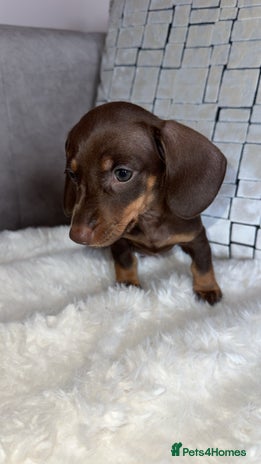 Miniature Dachshund dogs - Advert 4