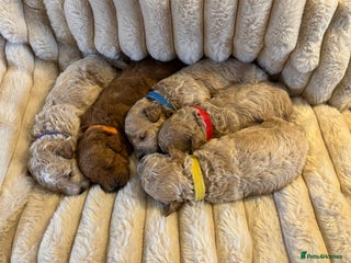 Maltipoo dogs 🌟Stunning Litter of Teddy🧸DNA tested Maltipoos - Advert 5