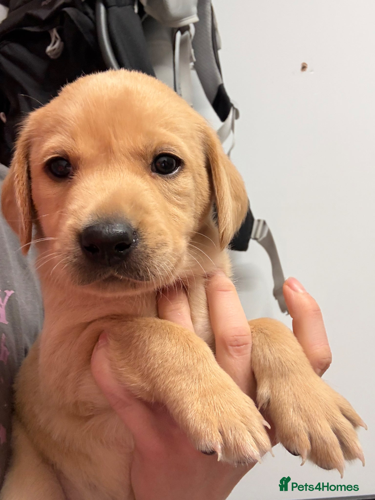 Labrador Retriever dogs Working KC Labrador Puppies  - Advert 14