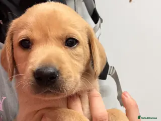 Labrador Retriever dogs Working KC Labrador Puppies - Advert 14