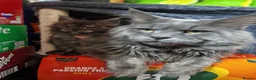 Maine Coon cats for sale: Maincoon  - Advert 3
