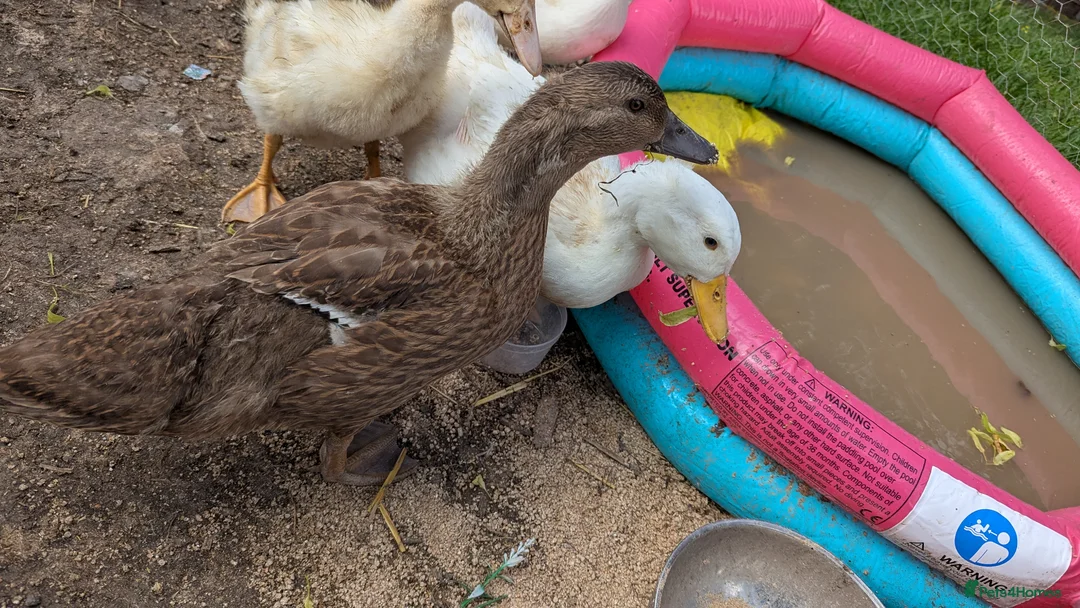Ducks poultry for sale: 3 female ducklings looking for a home  in Brierley Hill - Advert 3