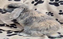 Mini Lop rabbits for sale: 8-9 week old mini lops  - Image 4