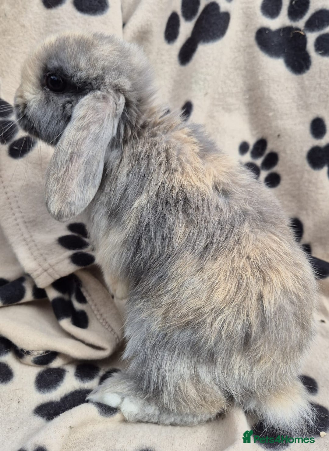 Mini Lop rabbits for sale: 8-9 week old mini lops  - Image 4
