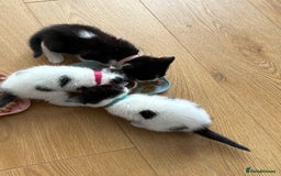 Ragdoll cats for sale: Ragdoll cross  - Image 13