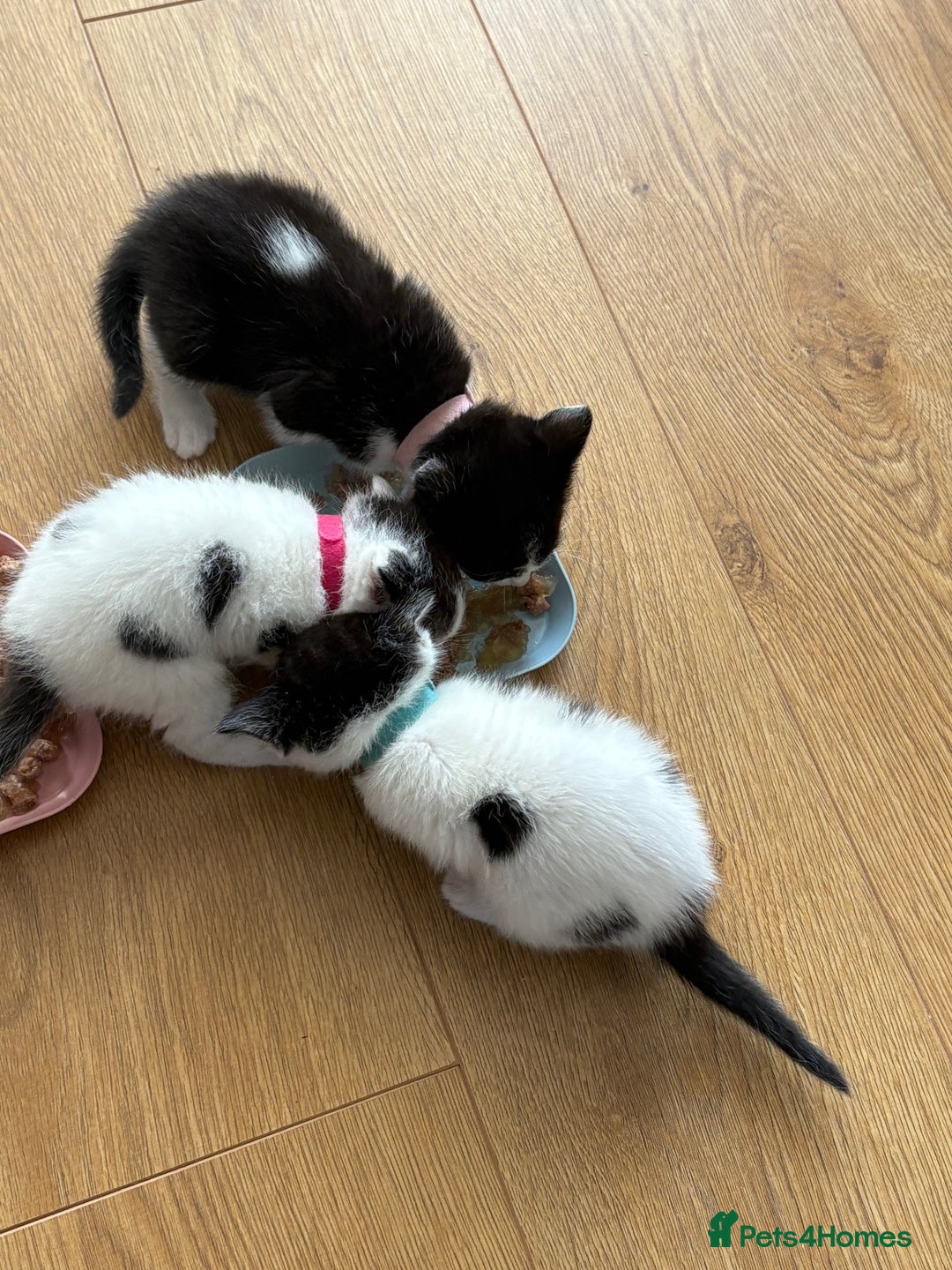Ragdoll cats for sale: Ragdoll cross  - Image 13