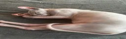 Sphynx cats for sale: Female Sphynx kitten - Advert 7