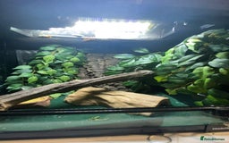 Gecko reptiles for sale: Crested gecko  - Image 2