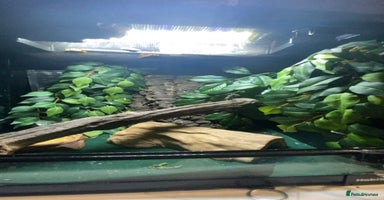 Gecko reptiles - Advert 3