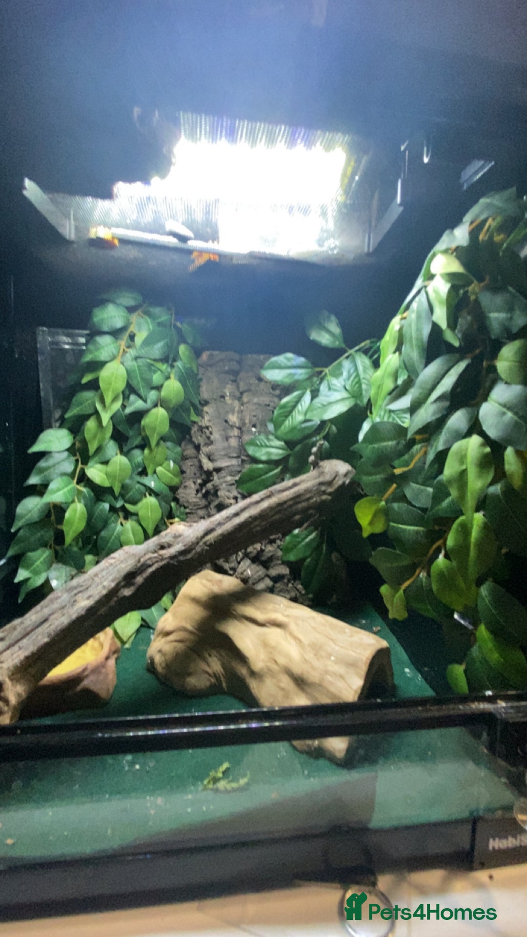 Gecko reptiles for sale: Crested gecko  - Image 2