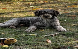 Miniature Poodle dogs for stud: Chocolate Merle Miniature Poodle Fully DNA Tested in Radstock - Image 28