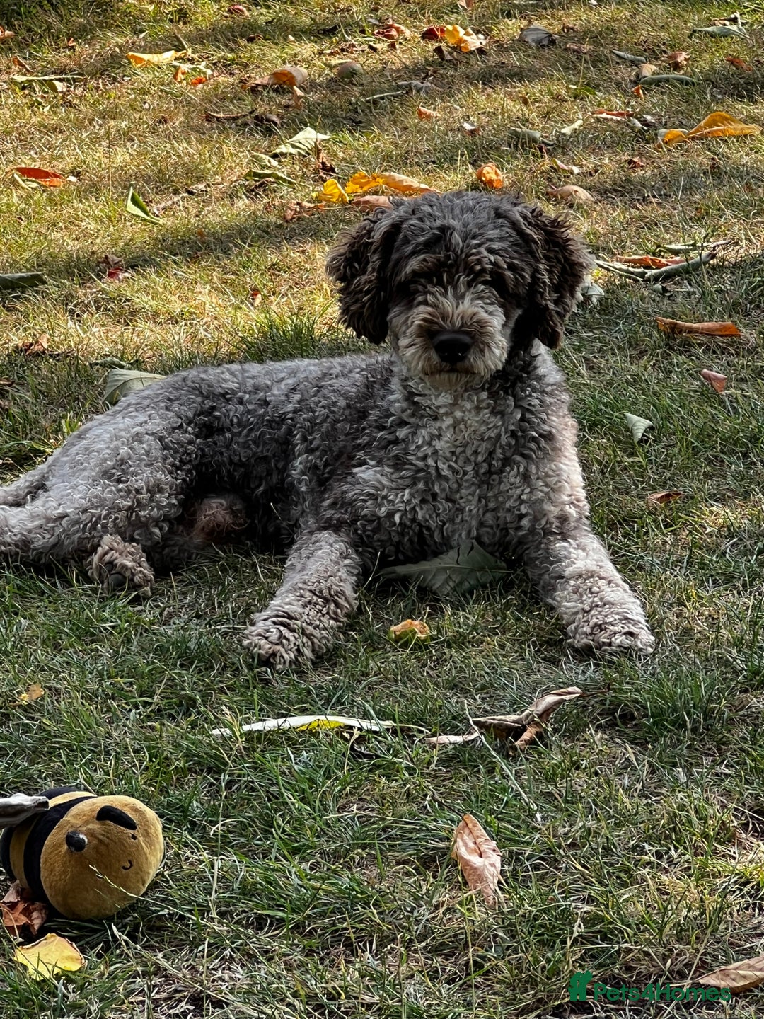 Miniature Poodle dogs for stud: Chocolate Merle Miniature Poodle Fully DNA Tested in Radstock - Image 28