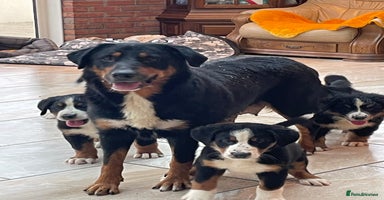 Bernese Mountain Dog dogs Stunning boys and girls - Advert 5