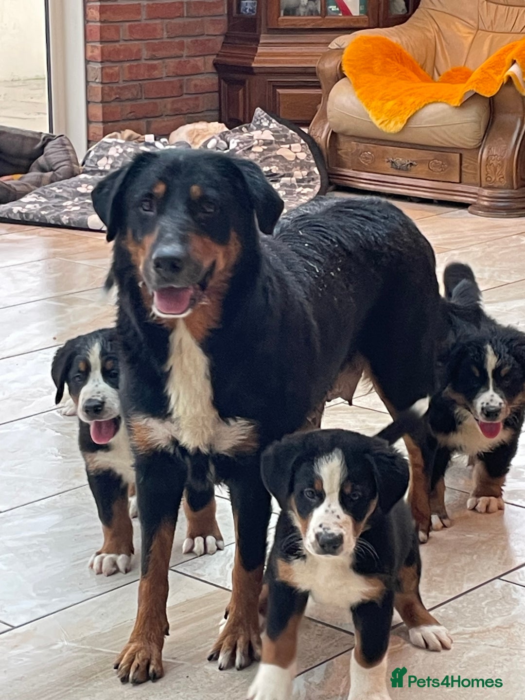 Bernese Mountain Dog dogs for sale: Stunning boys and girls - Advert 3