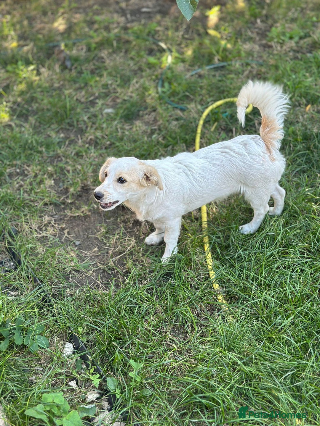 Mixed Breed dogs for adoption: SNOOPYBOLT, a handsome puppy boy for a Loving Home - Image 5
