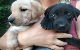 Labrador Retriever dogs for sale: KC Registered Labrador Retriever Puppies in Ross-on-Wye - Image 1