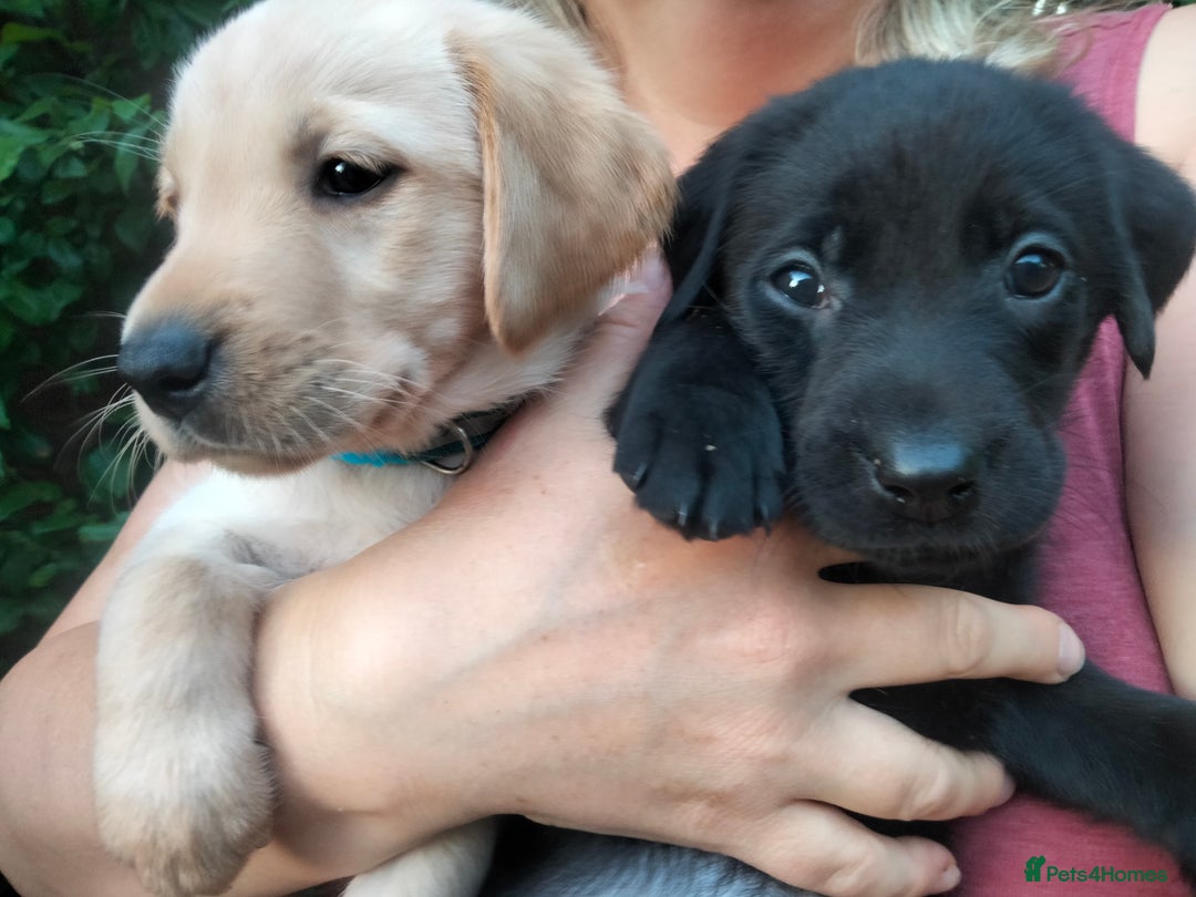 Labrador Retriever dogs for sale: KC Registered Labrador Retriever Puppies in Ross-on-Wye - Image 1