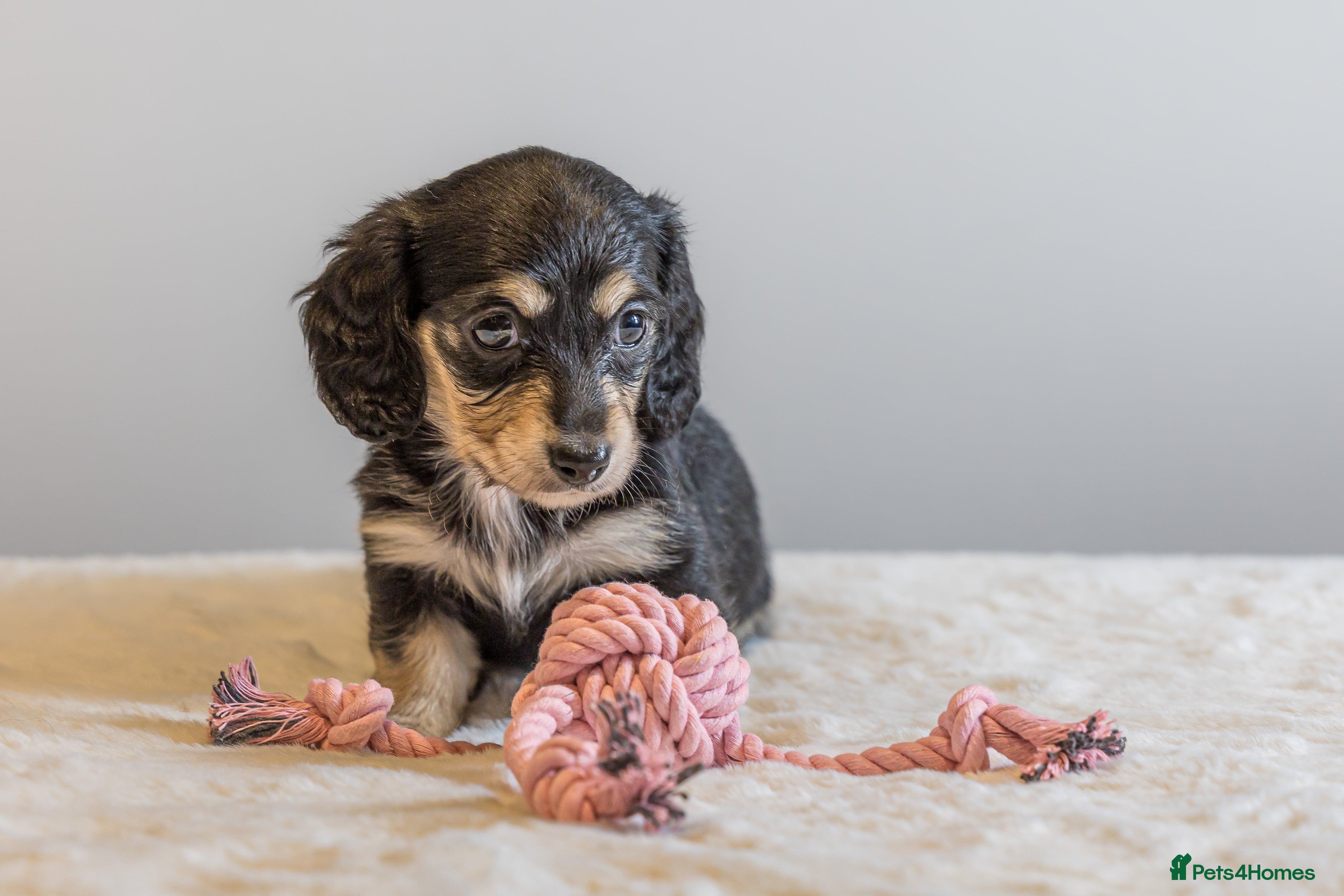 Miniature Dachshund dogs Exceptional PRA clear Champion miniature L/H dachs - Advert 18