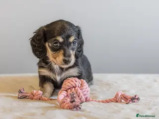 Miniature Dachshund dogs Exceptional PRA clear Champion miniature L/H dachs - Advert 18