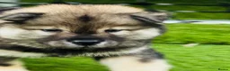 Eurasier dogs for sale: Eurasier Puppies - Kennel Club Registered  - Advert 8