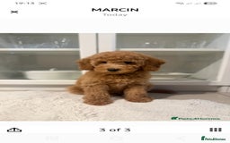 Australian Labradoodle dogs for sale: Australian Labradoodle Bitch fully vaccinated  - Advert 8