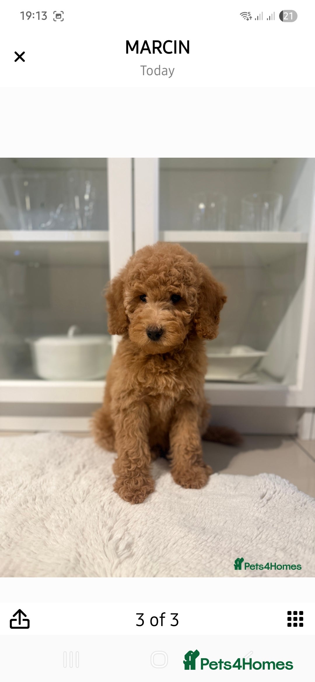 Australian Labradoodle dogs for sale: Australian Labradoodle Bitch fully vaccinated  - Advert 8