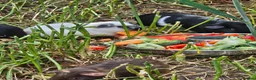 Guinea Pig rodents for sale: 8 male guinea pigs  - Advert 3