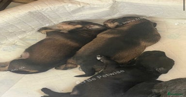 Mixed Breed dogs - Advert 8