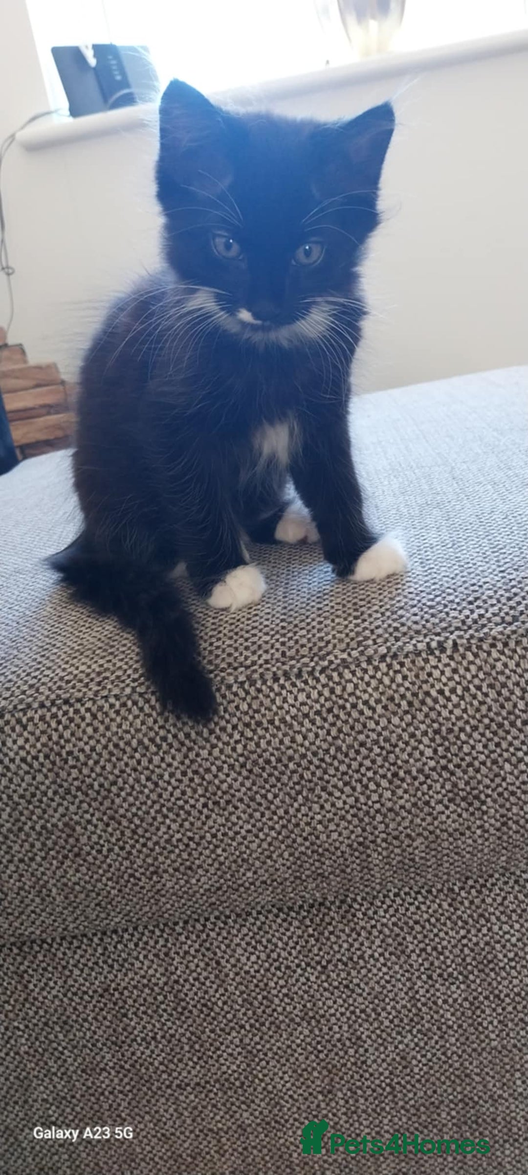 Mixed Breed cats for sale: Black and white adorable and very friendly kitten  in Newton Abbot - Image 11