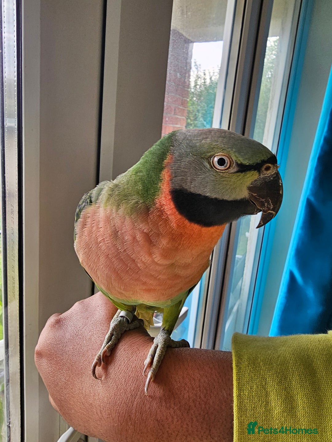 Parakeets birds for sale: Mustache Parakeets - Advert 4