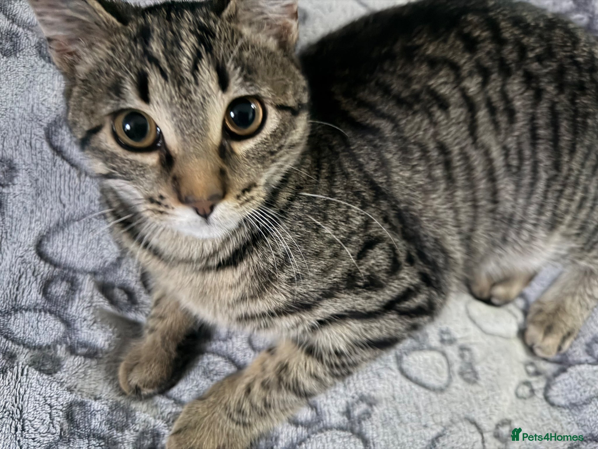 Mixed Breed cats 7 month female kitten - Advert 3