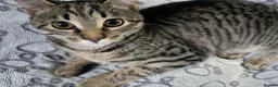 Mixed Breed cats for sale: 7 month female kitten in Saltcoats - Advert 1