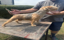 Mixed Breed dogs for sale: Lakeland x Jack Russel - Image 4