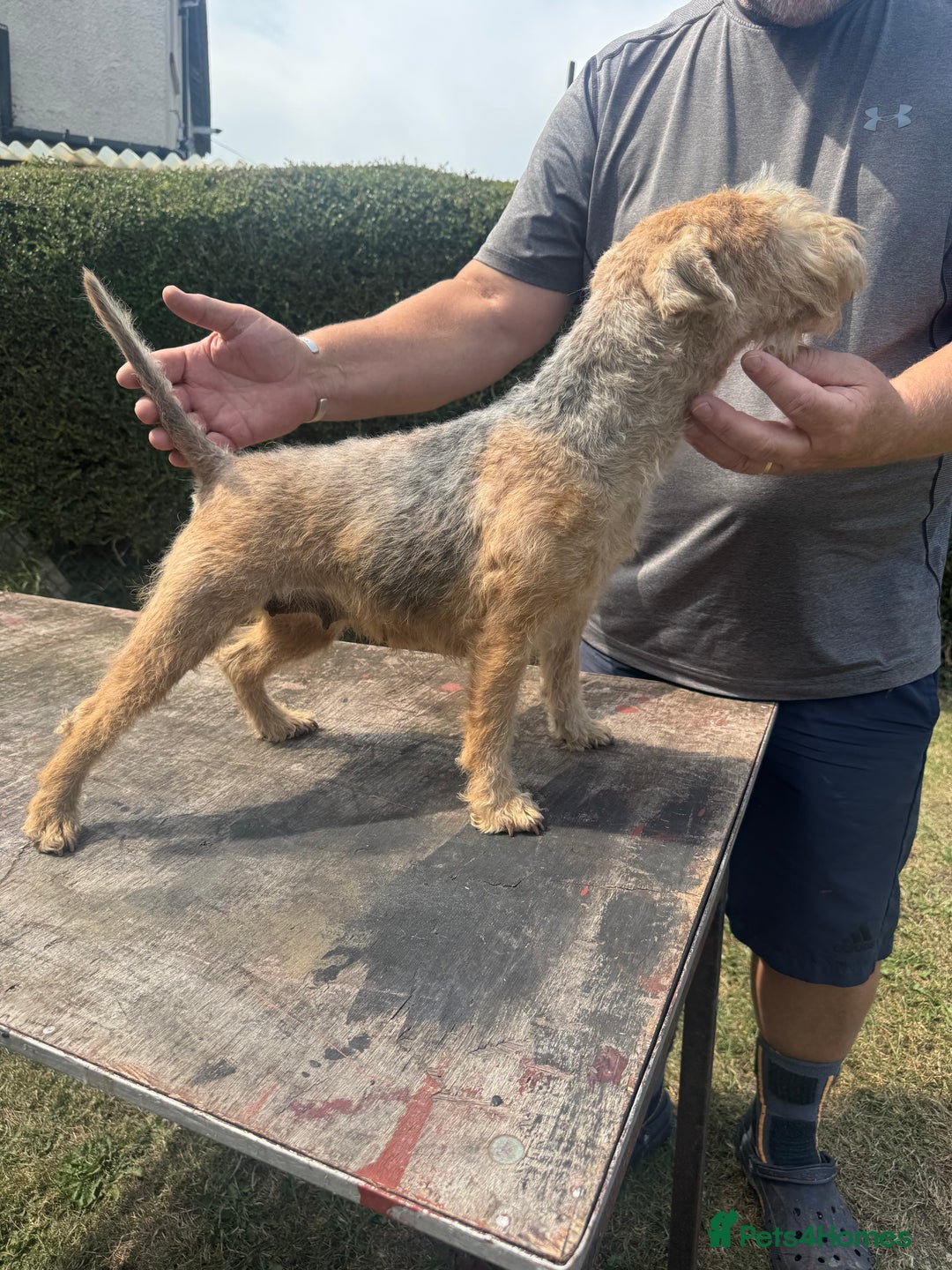 Mixed Breed dogs for sale: Lakeland x Jack Russel - Image 4