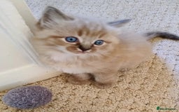 Ragdoll cats for sale: Sweet natured pure bred Ragdoll kittens  - Image 4