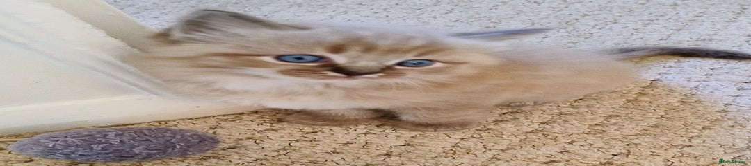 Ragdoll Kitten 3
