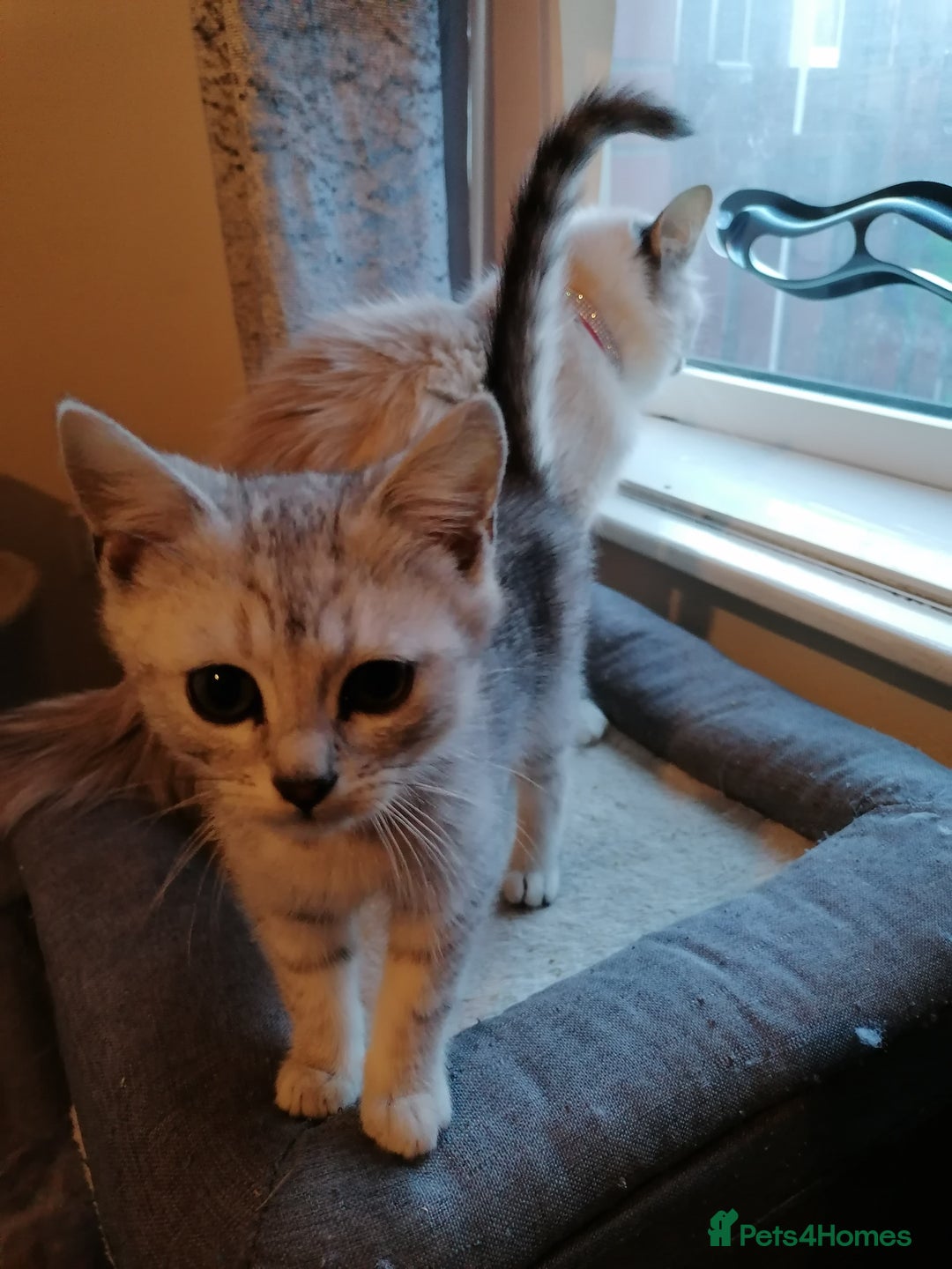 Mixed Breed cats for sale: Ragdoll x persian - Advert 8