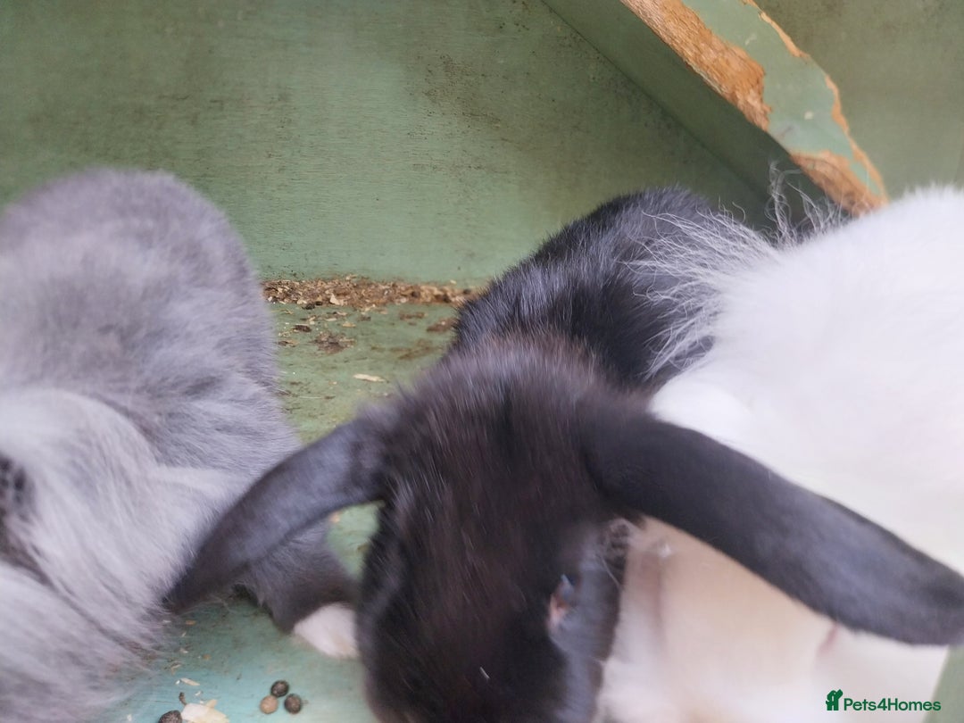 Mini Lion Lop rabbits for sale: Mini Lion Lops. - Image 2
