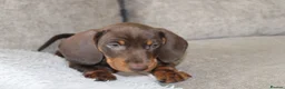 Miniature Dachshund dogs for sale: Miniature dachshund boy - Advert 5