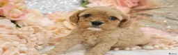 Cavapoo dogs for sale: Health Tested Cavapoos by Licensed Breeder - Advert 25