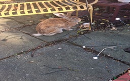 Continental Giant rabbits for sale: Gorgeous Giant Continental rabbit - Advert 3