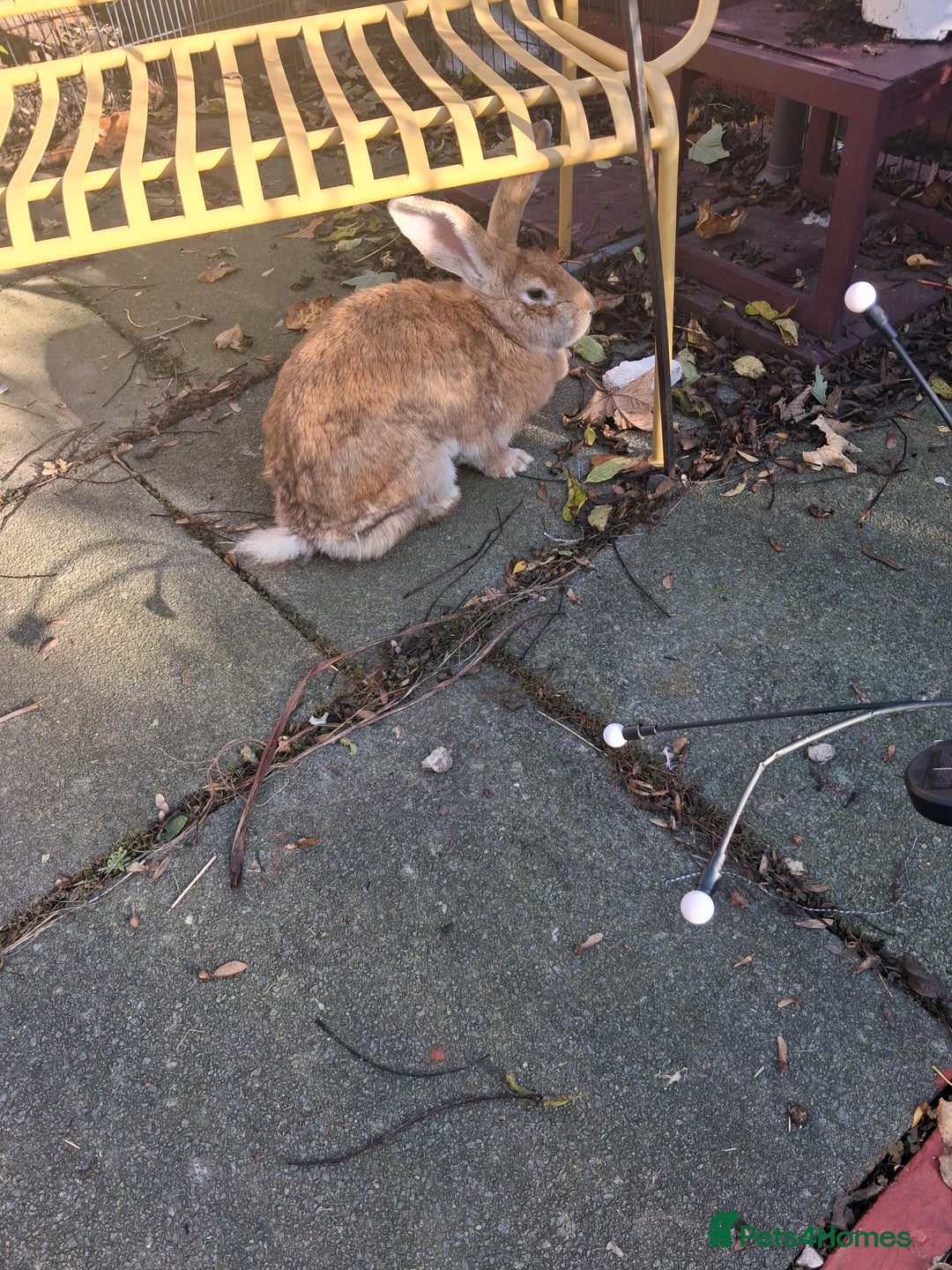 Continental Giant rabbits for sale: Gorgeous Giant Continental rabbit - Advert 3