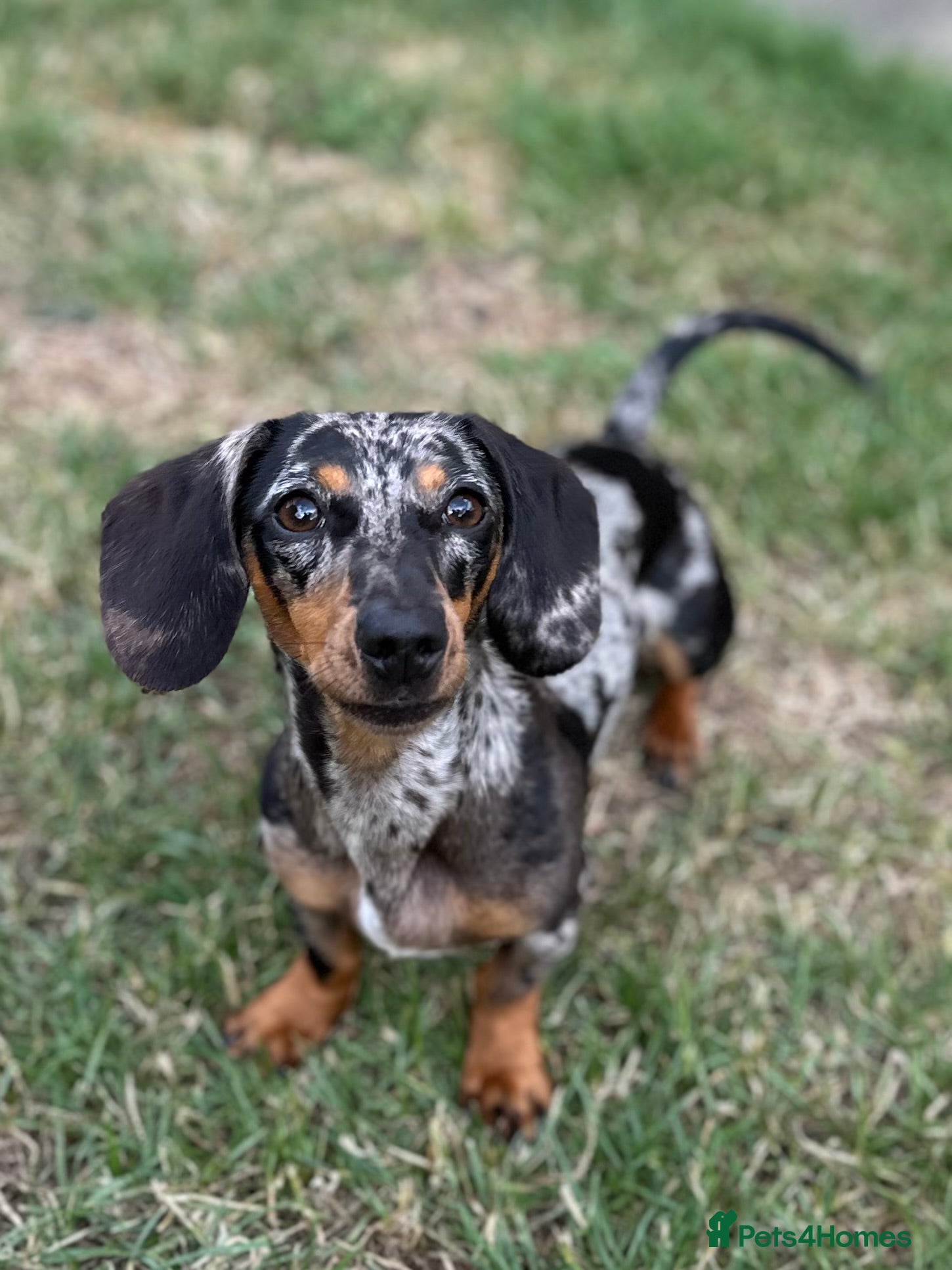 Miniature Dachshund dogs Miniature dachshunds  - Advert 8