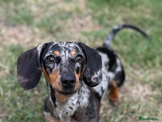 Miniature Dachshund dogs Miniature dachshunds - Advert 2