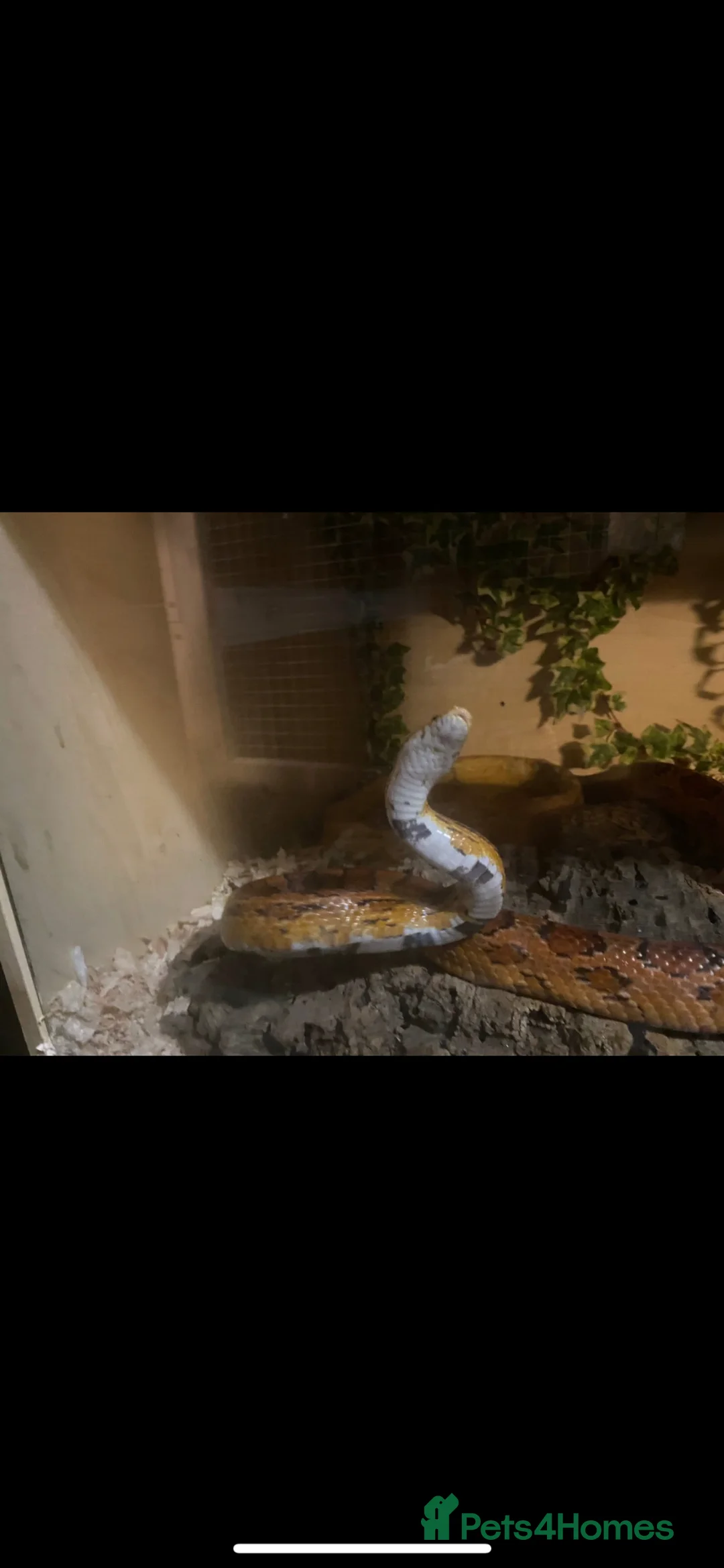 Corn Snake reptiles for sale: Corn snake  in Saltburn-by-the-Sea - Advert 2