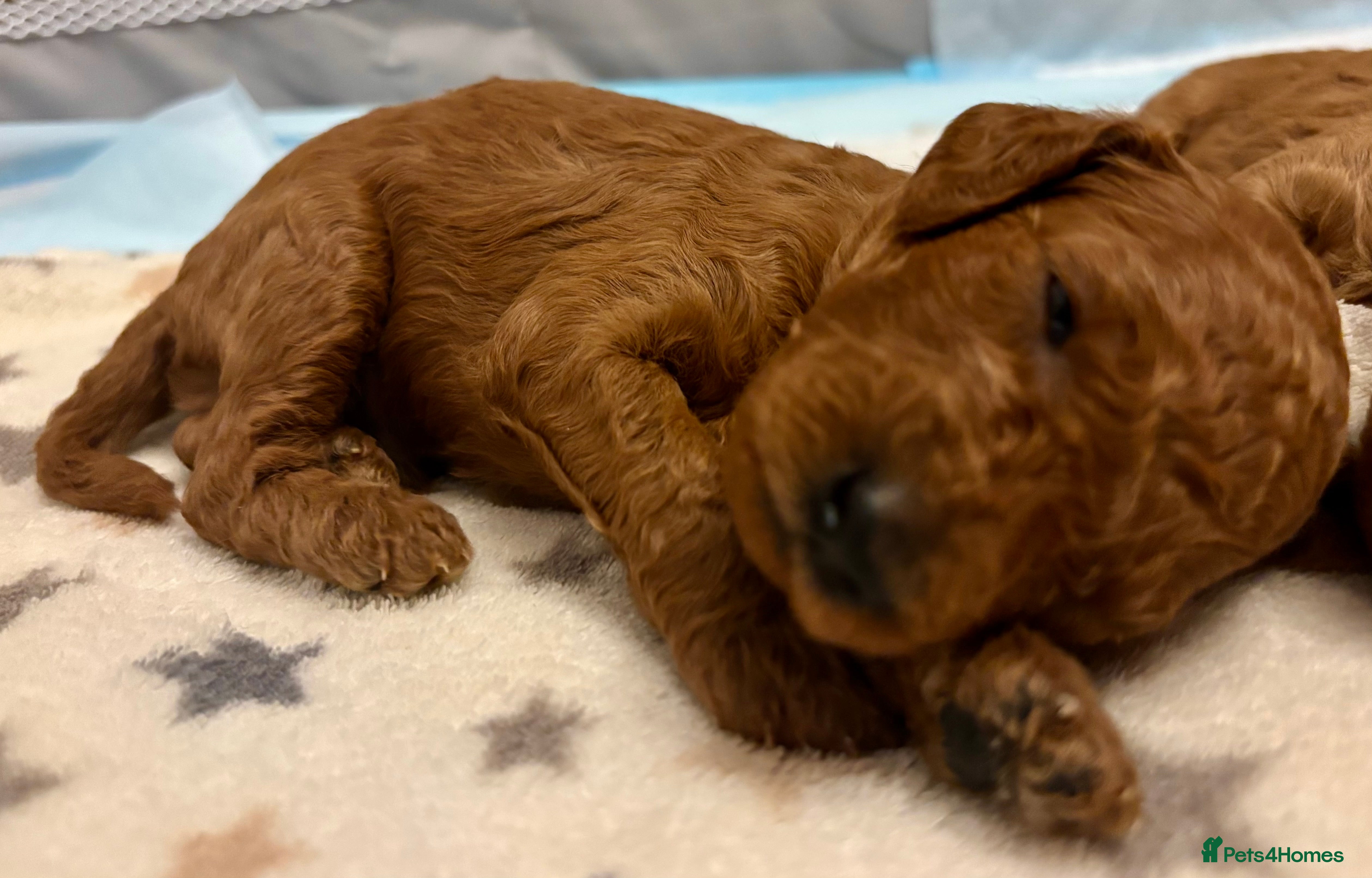 Miniature Poodle dogs **All Reserved** Stunning Deep Red Mini Poodle - Advert 4