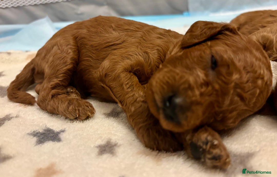 Miniature Poodle dogs for sale: **All Reserved** Stunning Deep Red Mini Poodle - Advert 1