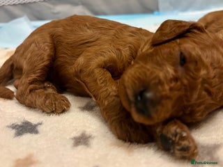 Miniature Poodle dogs Last One Remaining! Stunning Deep Red Mini Poodle - Advert 2